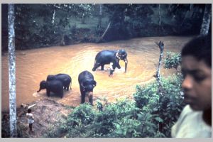 64 Elefantbad Ceylon.JPG